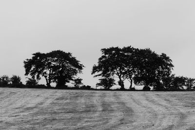 Low angle view of trees against clear sky