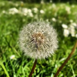 Close-up of dandelion against blurred background