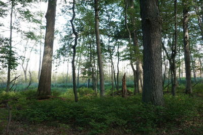 Pine trees in forest