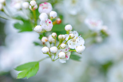 Close-up of white cherry blossom tree