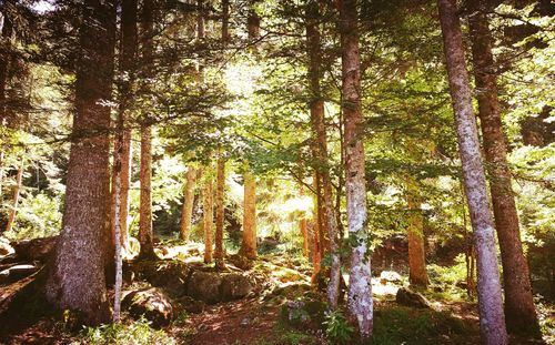 Trees in forest