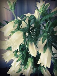 Close-up of white flowers