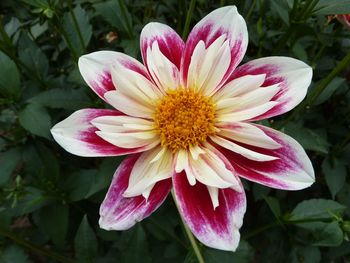 Close-up of pink flower blooming outdoors