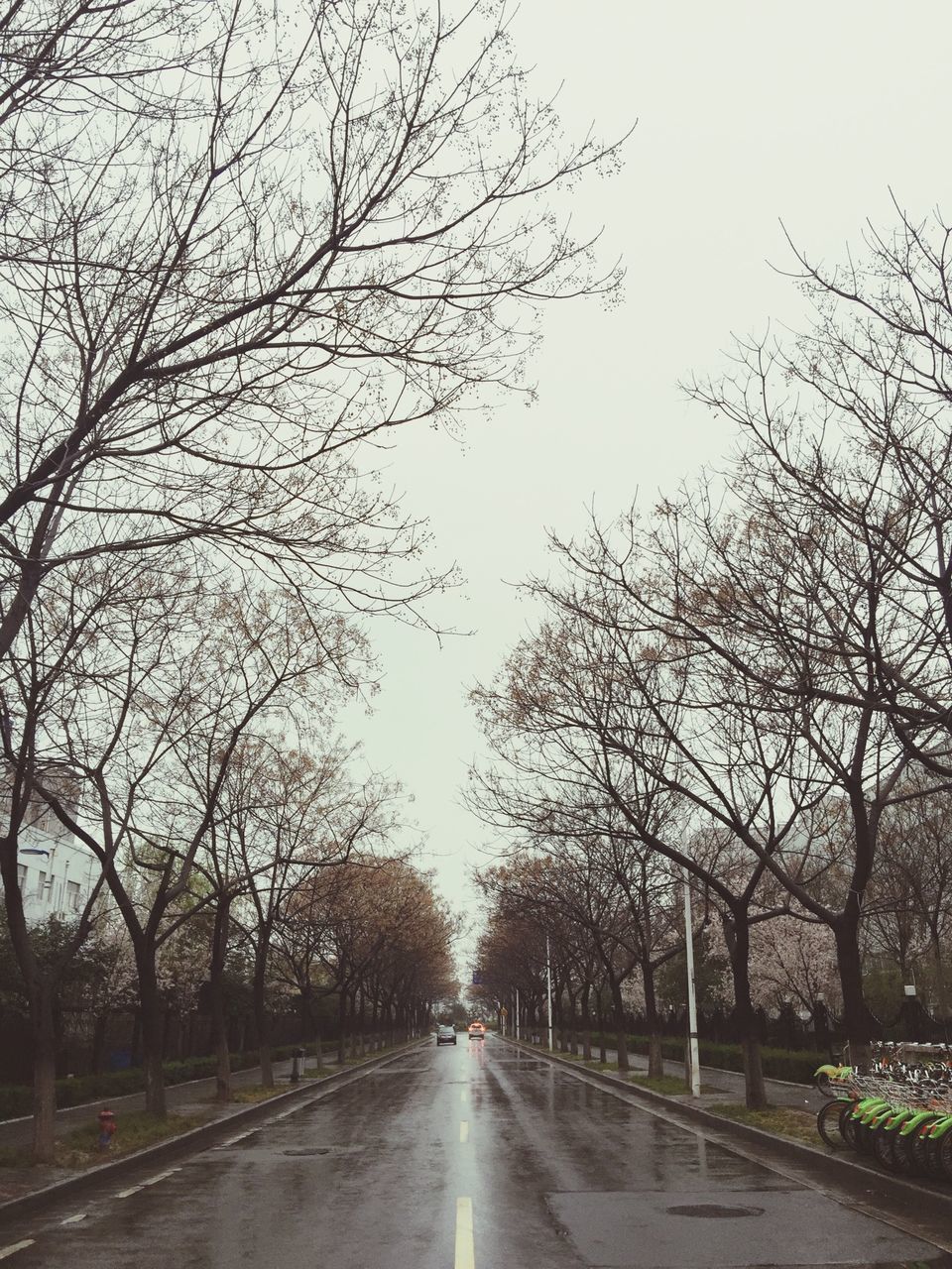 the way forward, tree, transportation, diminishing perspective, road, vanishing point, bare tree, treelined, clear sky, street, branch, empty road, road marking, long, empty, nature, sky, tranquility, country road, outdoors