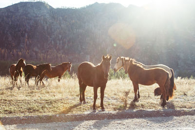 Horses standing on field against mountain during sunny day