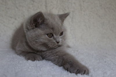 Close-up of a cat looking away