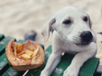 Close-up portrait of dog relaxing outdoors