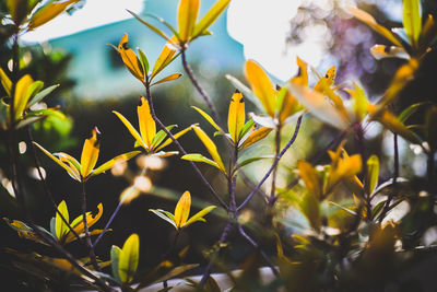 Close-up of yellow flowers