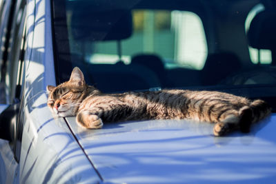 Cat sleeping in car