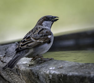 Close-up of bird perching on wood