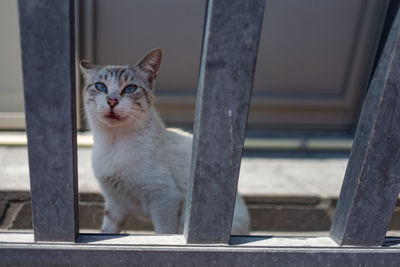 Close-up of stray cat by railing