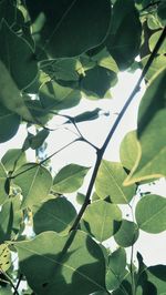 Low angle view of green leaves on plant