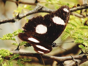 Close-up of butterfly on leaf