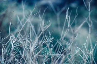 Close-up of plant against blurred background