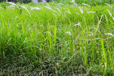 High angle view of grass growing on field