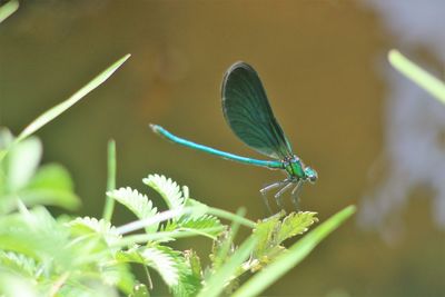 Close-up of butterfly on plant