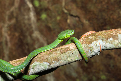 Close-up of lizard