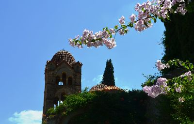 Low angle view of flowers against blue sky