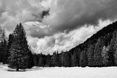 Panoramic view of pine trees against sky during winter