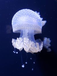 Close-up of jellyfish swimming in sea