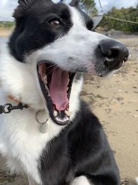 Close-up of dog looking away