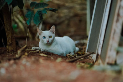 Portrait of cat on camera