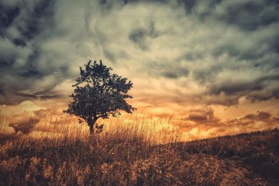 Scenic view of field against sky during sunset