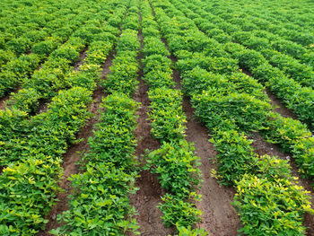 High angle view of corn field