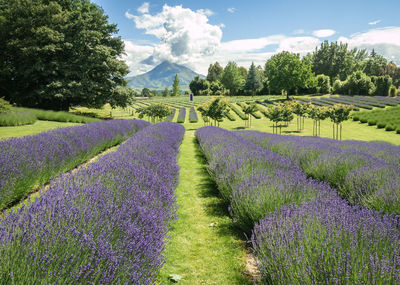 Scenic view of purple flowering plants on field against sky