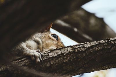 Low angle view of cat