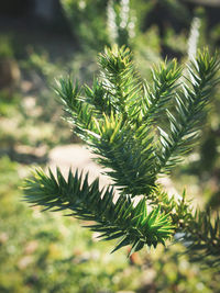 Close-up of pine tree