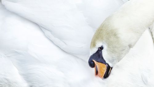 Close-up of swan