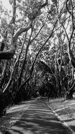 Road passing through forest