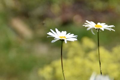 Close-up of white flowering plant