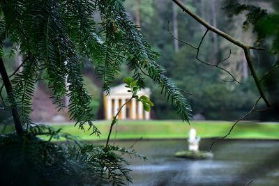 Close-up of plant against lake. studley royal. 