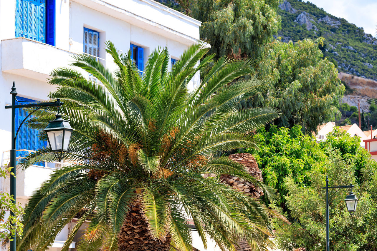 LOW ANGLE VIEW OF PALM TREES AND PLANTS IN CITY