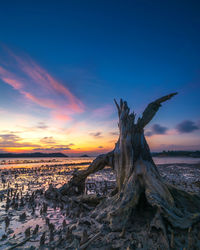 Driftwood on beach against sky during sunset