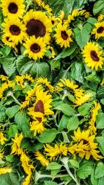 High angle view of yellow flowering plant