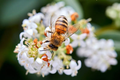 Close-up of bee pollinating on flower