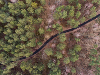 Aerial view of trees in forest