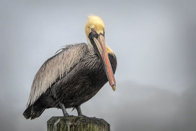 Close-up of bird perching on wooden post