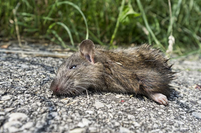Dead mouse cut in half, lying on the road