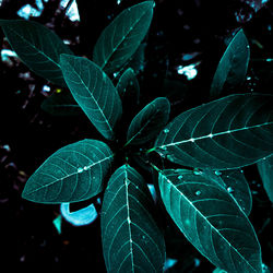 Close-up of green leaves