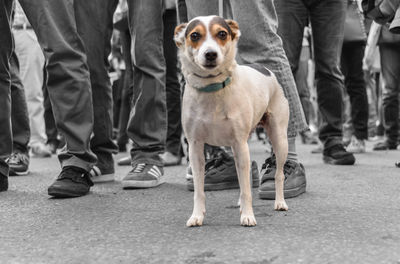 Low section of people with dog standing in city