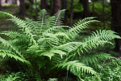 Close-up of fern leaves