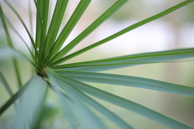 Close-up of green leaf