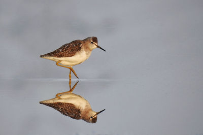 High angle view of bird perching on a water