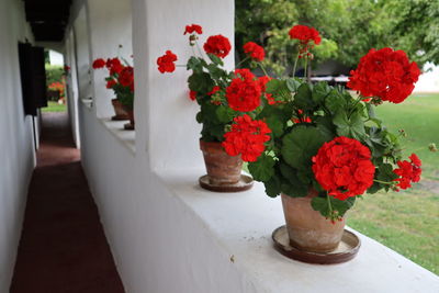 Close-up of flower pot on table