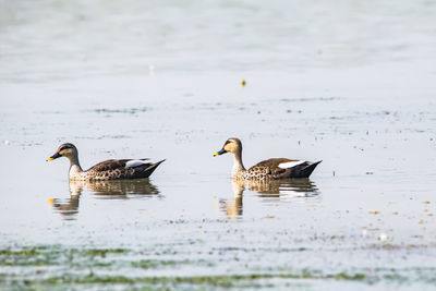 Ducks swimming in lake