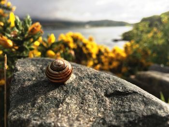 Snail on stone